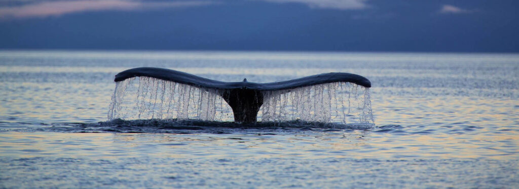 whale watching on Alaska Inside Passage cruise on Alaska Charters